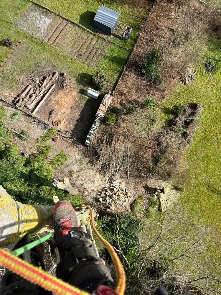 Taille à Saint-Martin-Longueau