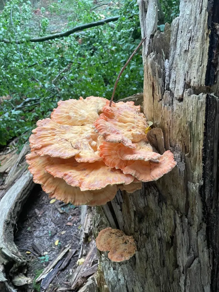 Plantations à Saint-Martin-Longueau